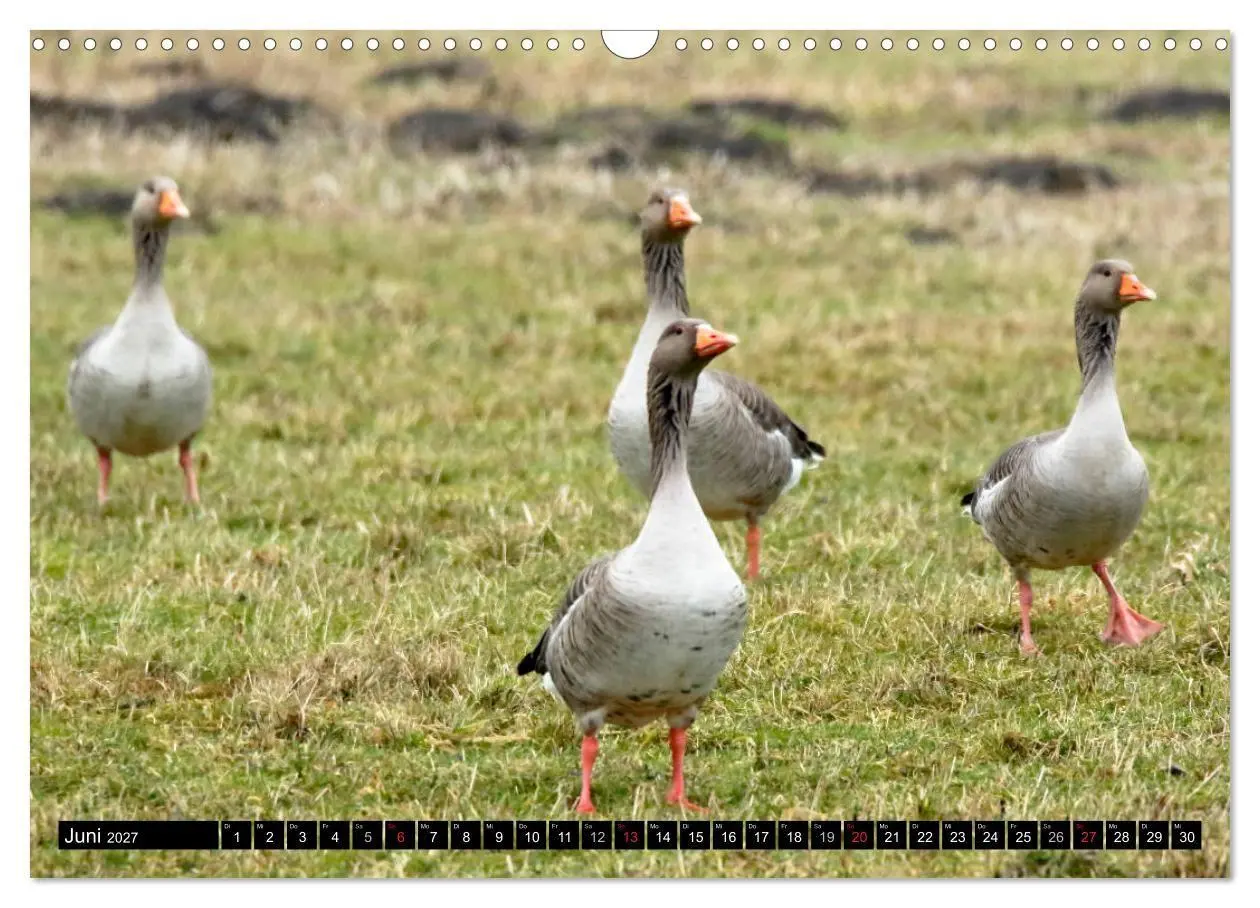 Bild: 9783569794214 | Gefiederte Schönheiten - Wildgänse in Norddeutschland (Wandkalender...