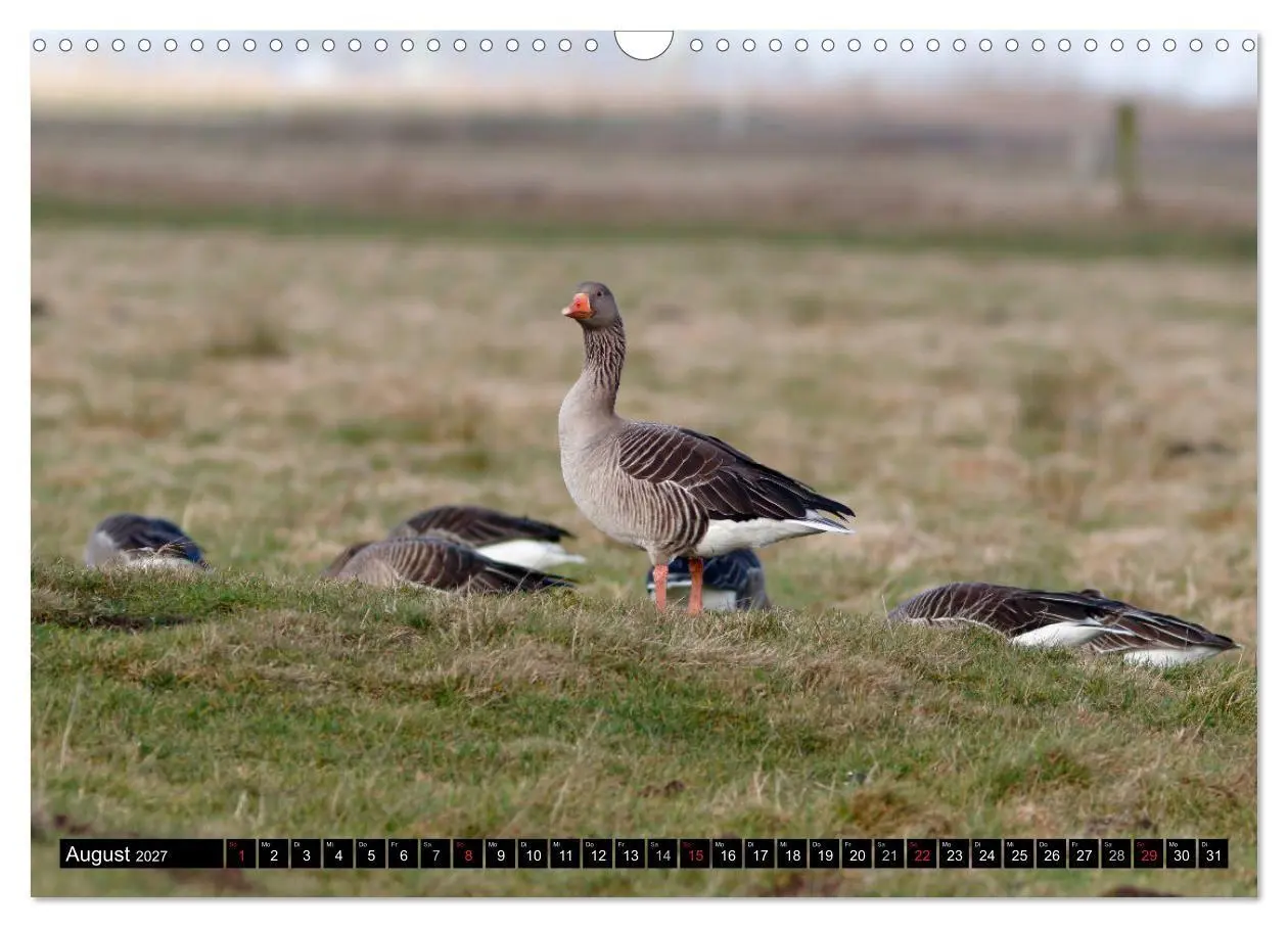 Bild: 9783569794214 | Gefiederte Schönheiten - Wildgänse in Norddeutschland (Wandkalender...
