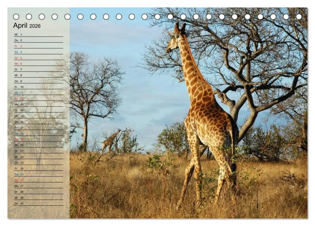Bild: 9783457984314 | Süd Afrika - vom Krüger Nationalpark bis nach Kapstadt...