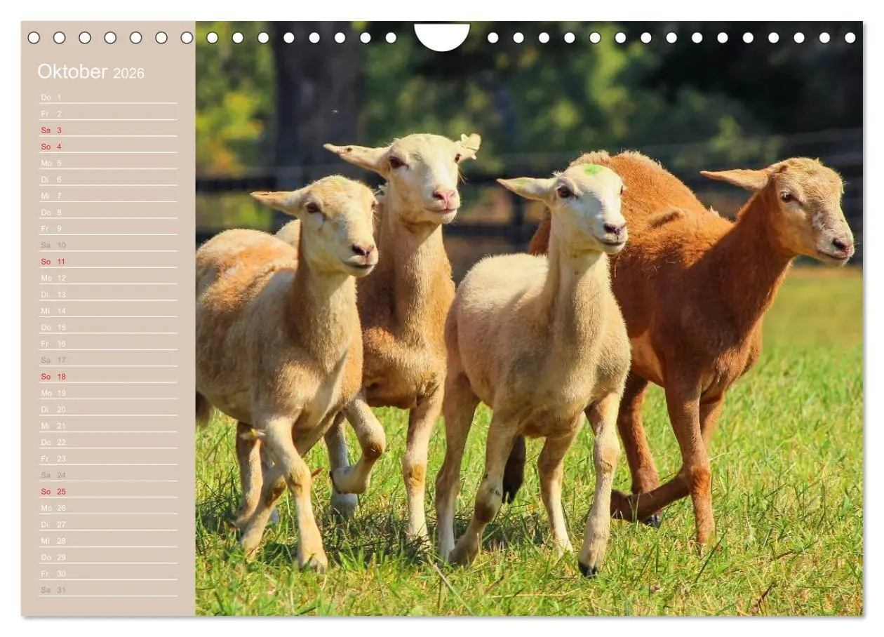 Bild: 9783516144314 | Schafe / Geburtstagskalender (Wandkalender 2026 DIN A4 quer),...