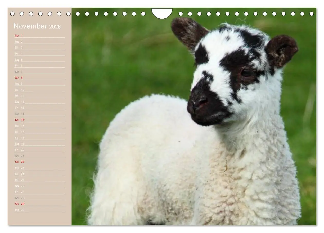 Bild: 9783516144314 | Schafe / Geburtstagskalender (Wandkalender 2026 DIN A4 quer),...