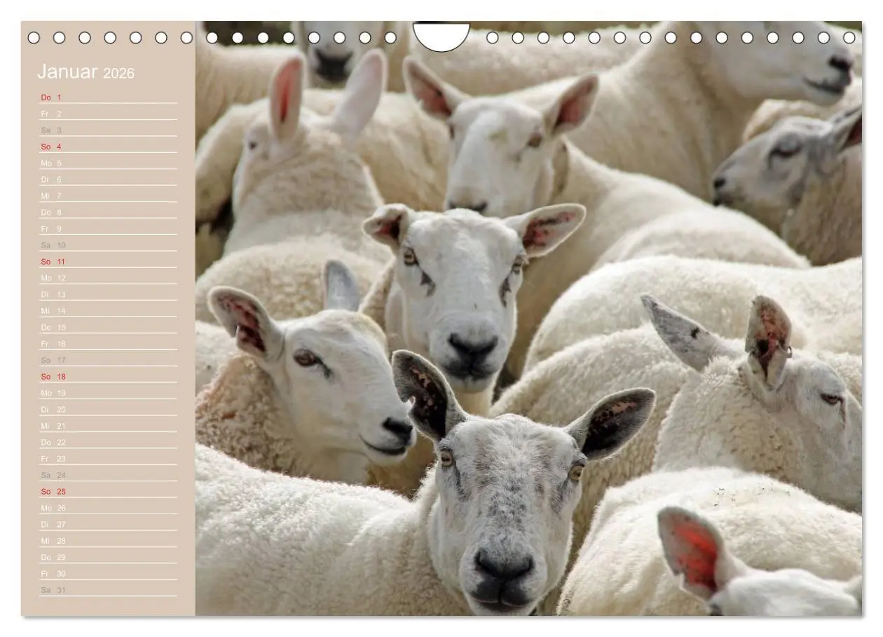 Bild: 9783516144314 | Schafe / Geburtstagskalender (Wandkalender 2026 DIN A4 quer),...