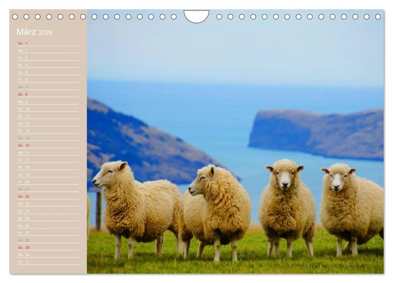 Bild: 9783516144314 | Schafe / Geburtstagskalender (Wandkalender 2026 DIN A4 quer),...