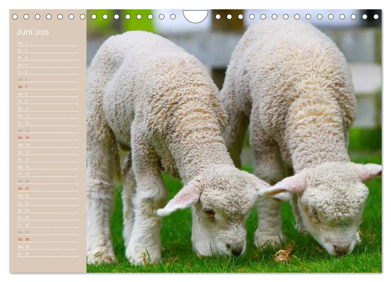 Bild: 9783516144314 | Schafe / Geburtstagskalender (Wandkalender 2026 DIN A4 quer),...