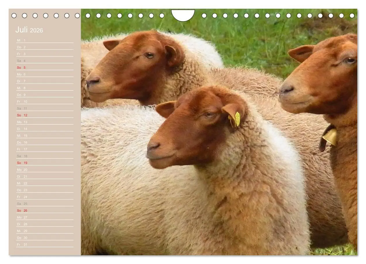Bild: 9783516144314 | Schafe / Geburtstagskalender (Wandkalender 2026 DIN A4 quer),...