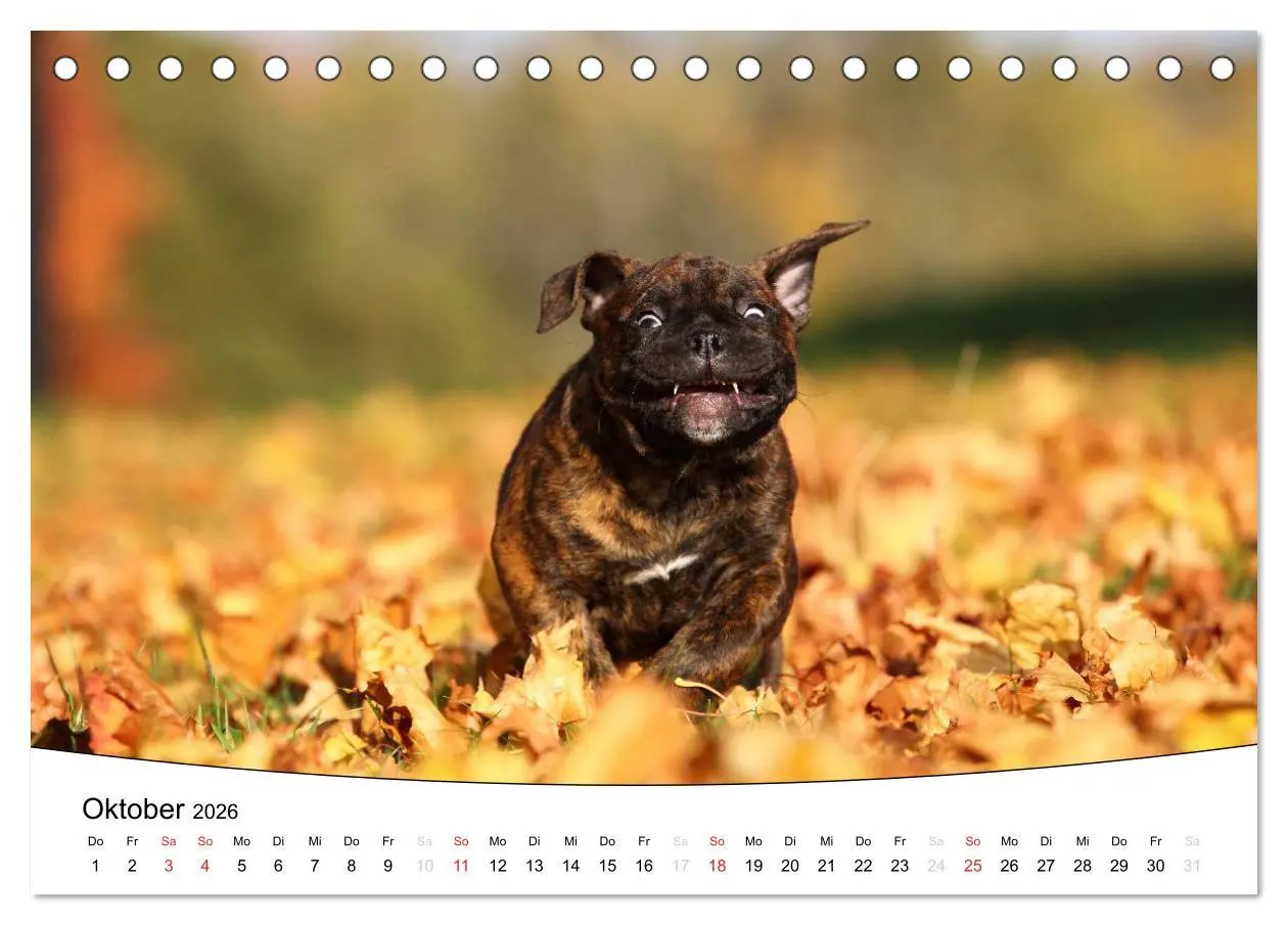 Bild: 9783516204414 | Welpen - Puppies (Tischkalender 2026 DIN A5 quer), CALVENDO...