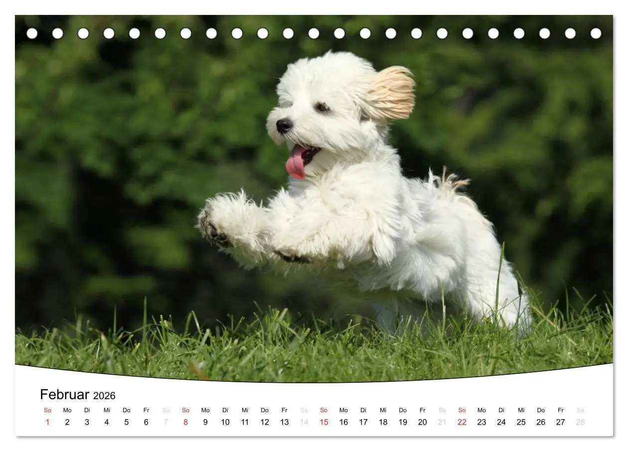 Bild: 9783516204414 | Welpen - Puppies (Tischkalender 2026 DIN A5 quer), CALVENDO...