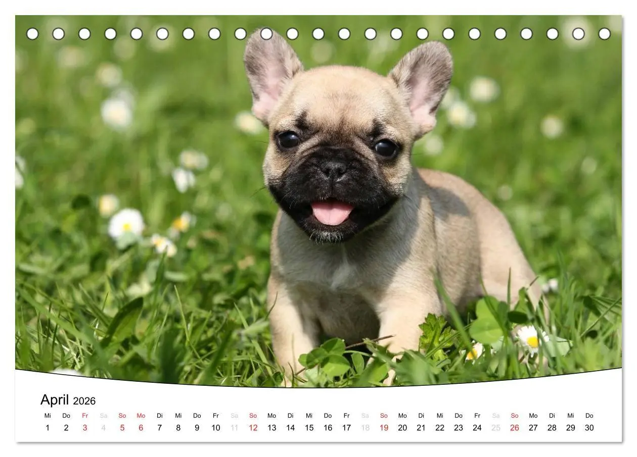 Bild: 9783516204414 | Welpen - Puppies (Tischkalender 2026 DIN A5 quer), CALVENDO...