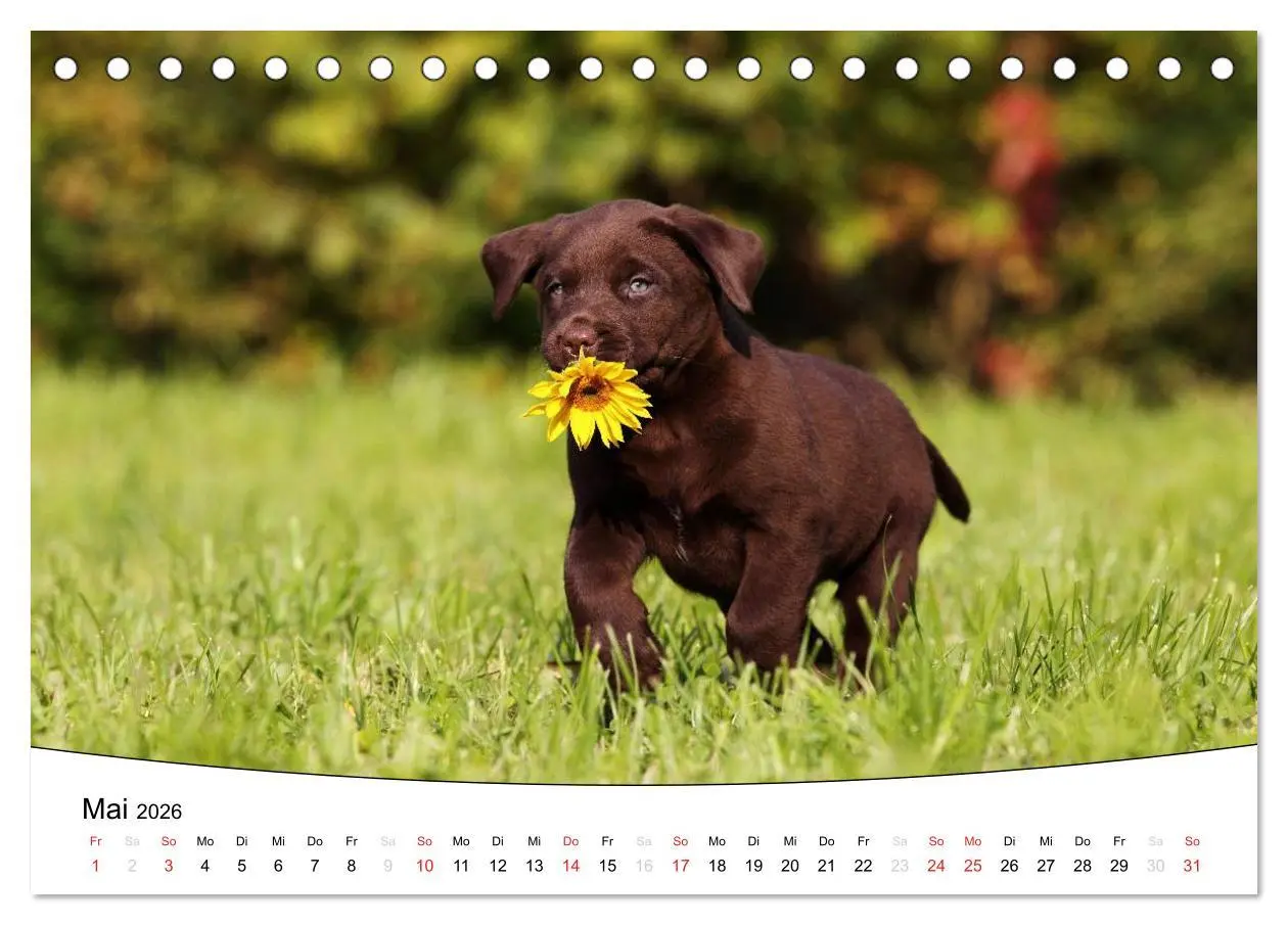Bild: 9783516204414 | Welpen - Puppies (Tischkalender 2026 DIN A5 quer), CALVENDO...