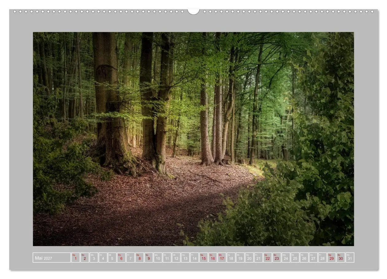 Bild: 9783569604414 | Wald im Licht (hochwertiger Premium Wandkalender 2027 DIN A2 quer),...