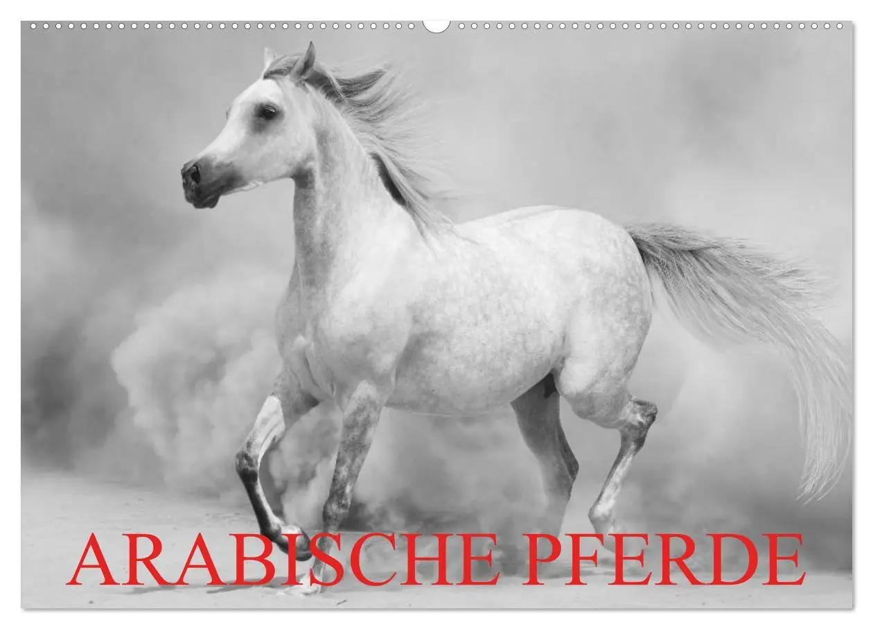 Cover: 9783516124514 | Arabische Pferde (Wandkalender 2026 DIN A2 quer), CALVENDO...