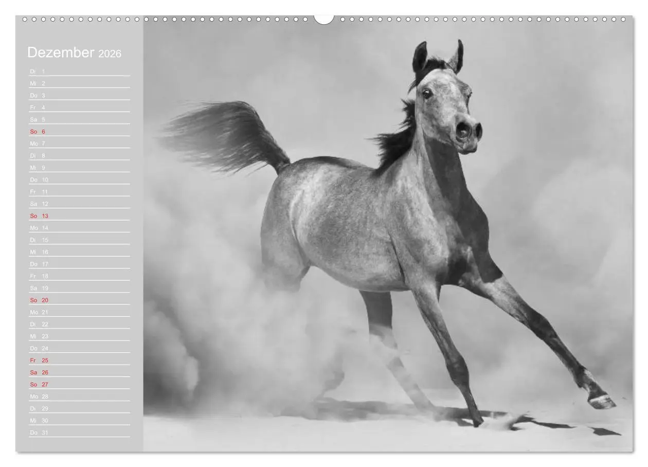 Bild: 9783516124514 | Arabische Pferde (Wandkalender 2026 DIN A2 quer), CALVENDO...