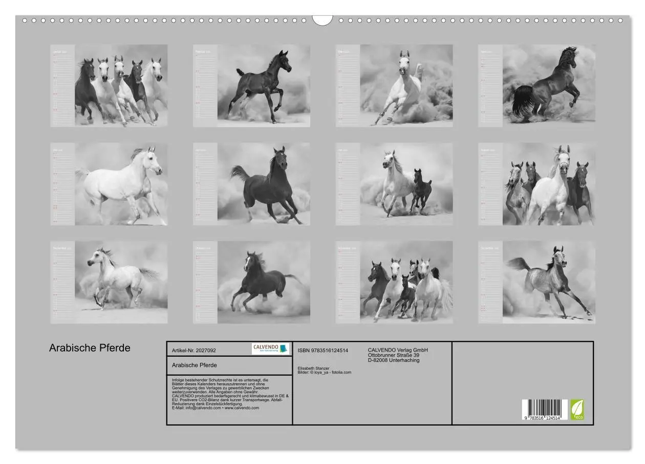 Bild: 9783516124514 | Arabische Pferde (Wandkalender 2026 DIN A2 quer), CALVENDO...