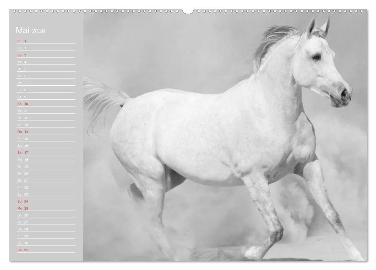 Bild: 9783516124514 | Arabische Pferde (Wandkalender 2026 DIN A2 quer), CALVENDO...