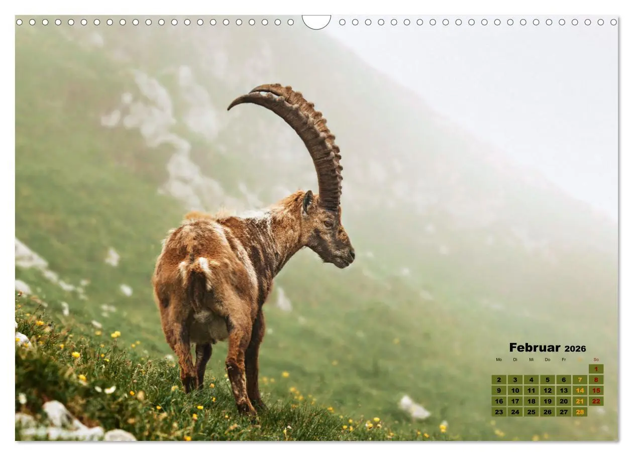 Bild: 9783457494714 | Big Five der Alpen Gämse, Steinbock, Murmeltier, Steinadler,...