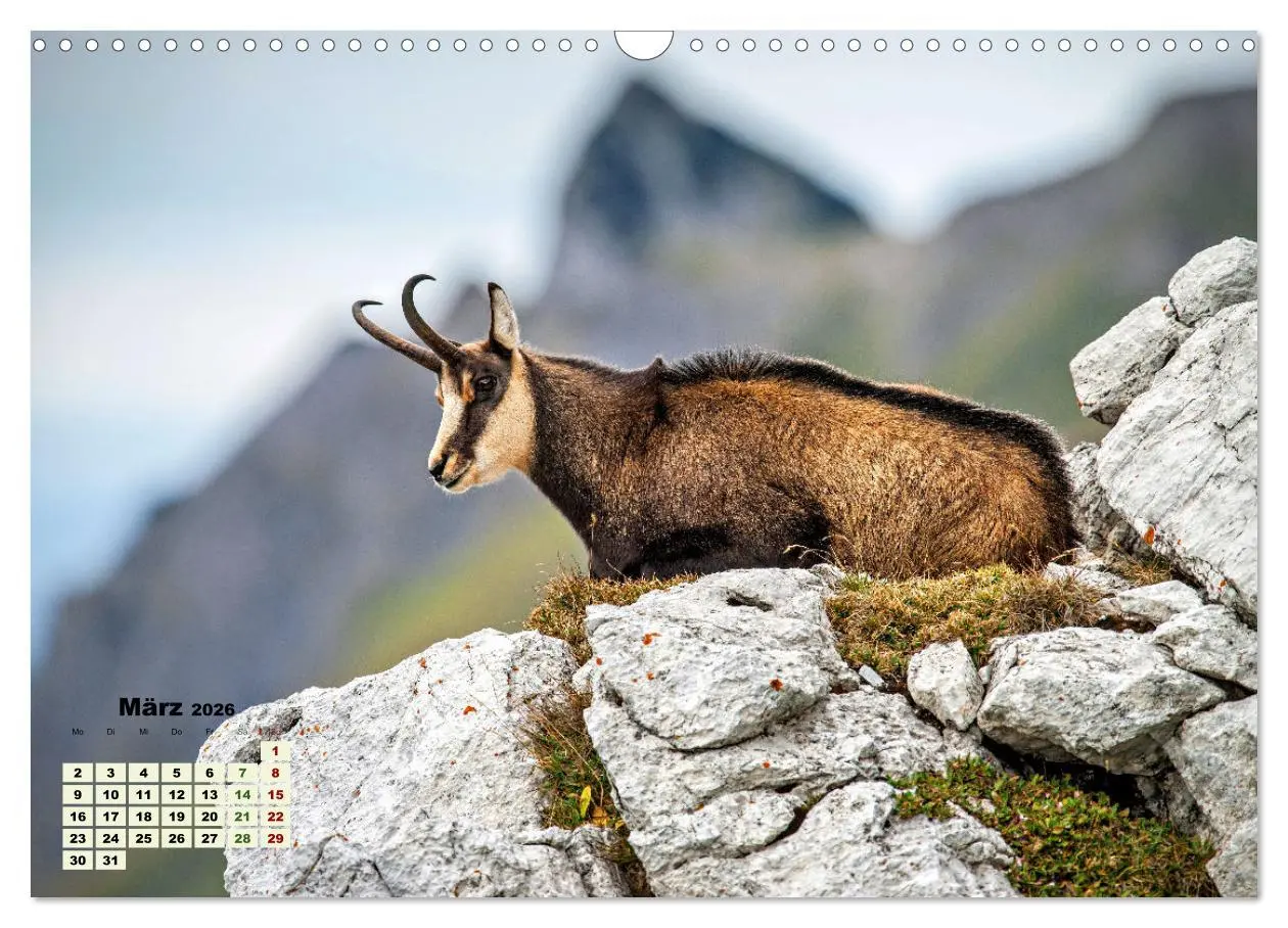 Bild: 9783457494714 | Big Five der Alpen Gämse, Steinbock, Murmeltier, Steinadler,...