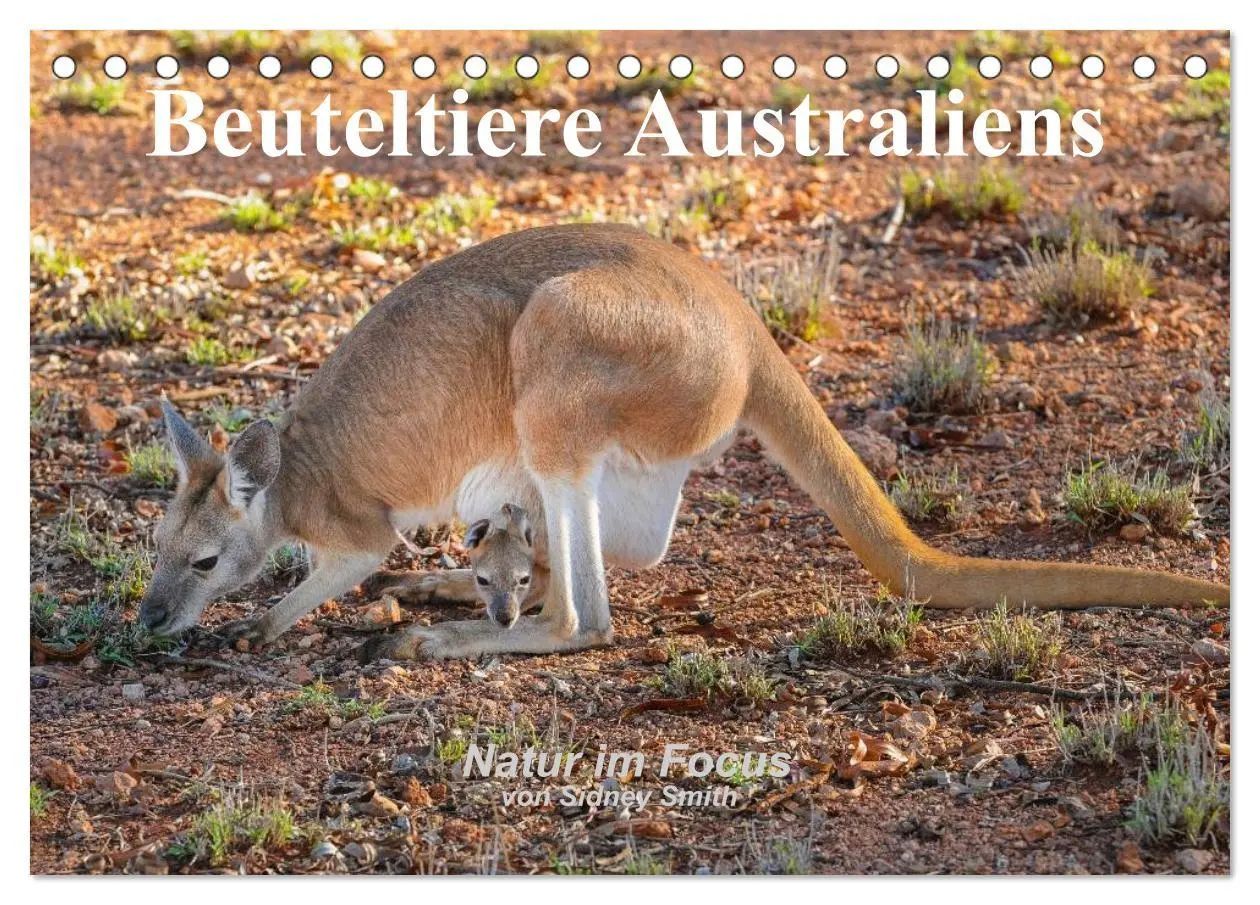 Cover: 9783516104714 | Beuteltiere Australiens (Tischkalender 2026 DIN A5 quer), CALVENDO...