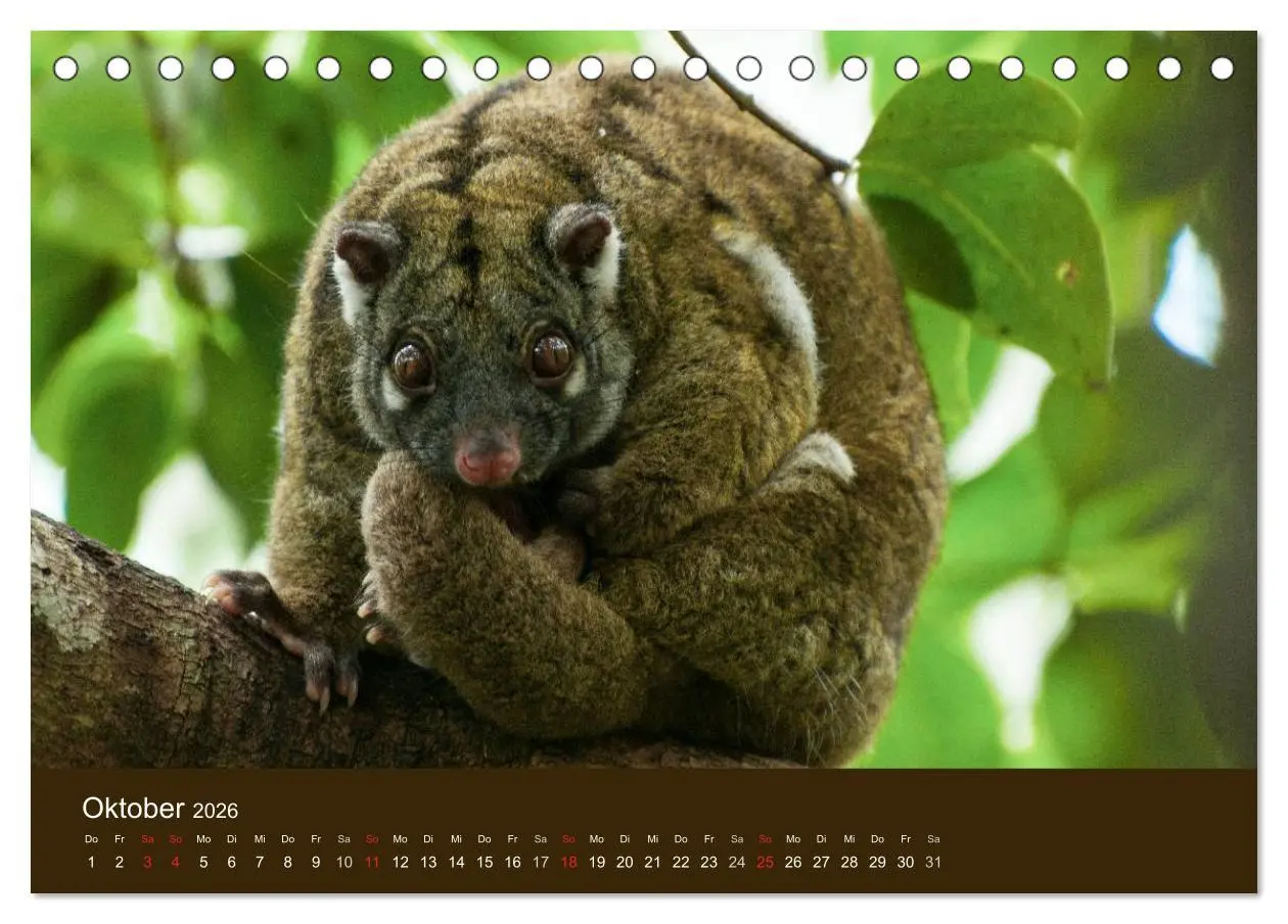 Bild: 9783516104714 | Beuteltiere Australiens (Tischkalender 2026 DIN A5 quer), CALVENDO...