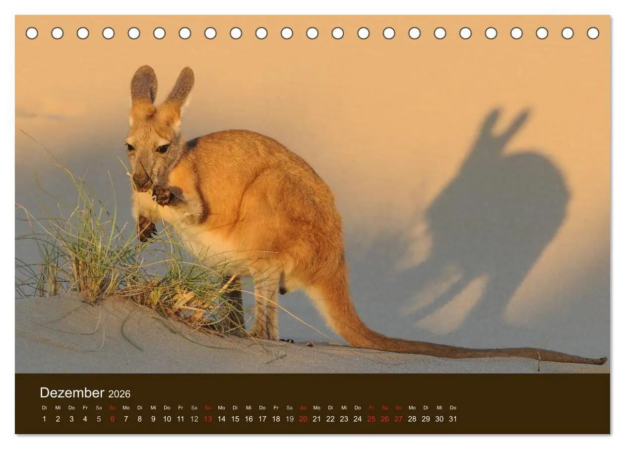 Bild: 9783516104714 | Beuteltiere Australiens (Tischkalender 2026 DIN A5 quer), CALVENDO...