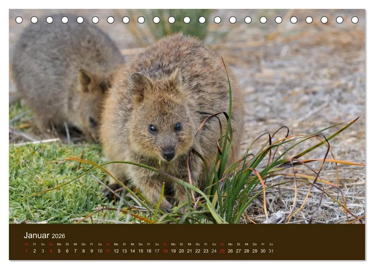 Bild: 9783516104714 | Beuteltiere Australiens (Tischkalender 2026 DIN A5 quer), CALVENDO...