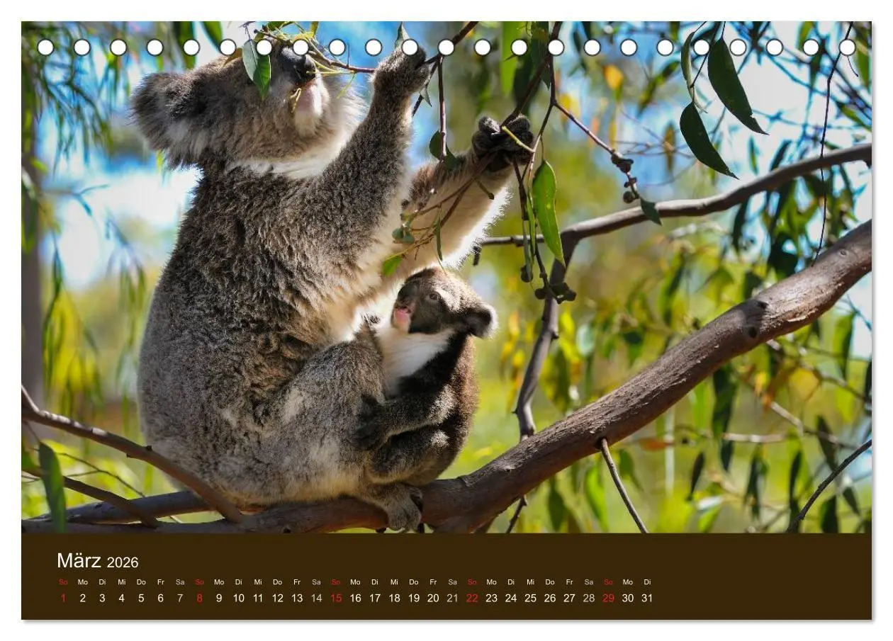 Bild: 9783516104714 | Beuteltiere Australiens (Tischkalender 2026 DIN A5 quer), CALVENDO...