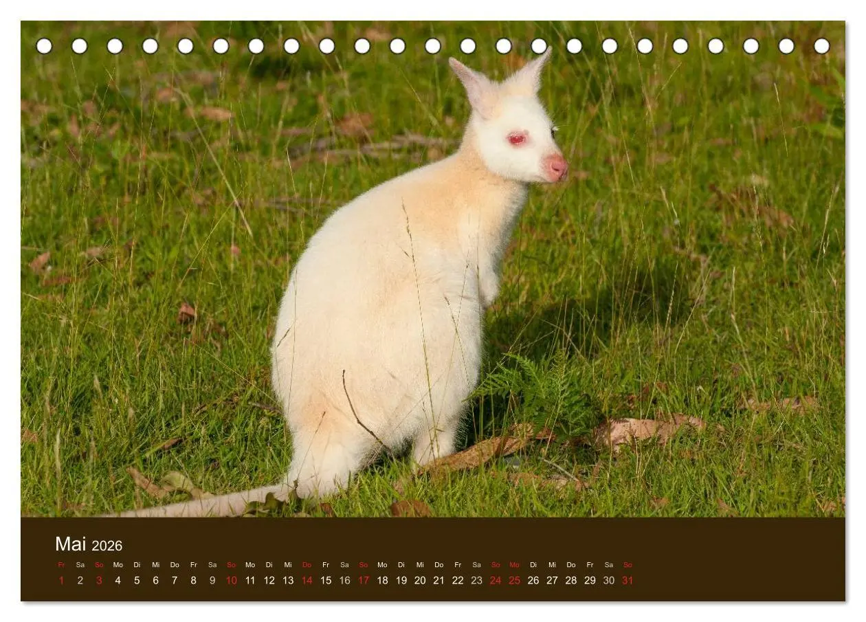 Bild: 9783516104714 | Beuteltiere Australiens (Tischkalender 2026 DIN A5 quer), CALVENDO...