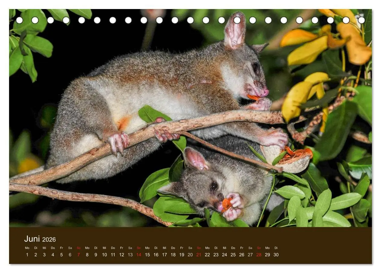 Bild: 9783516104714 | Beuteltiere Australiens (Tischkalender 2026 DIN A5 quer), CALVENDO...