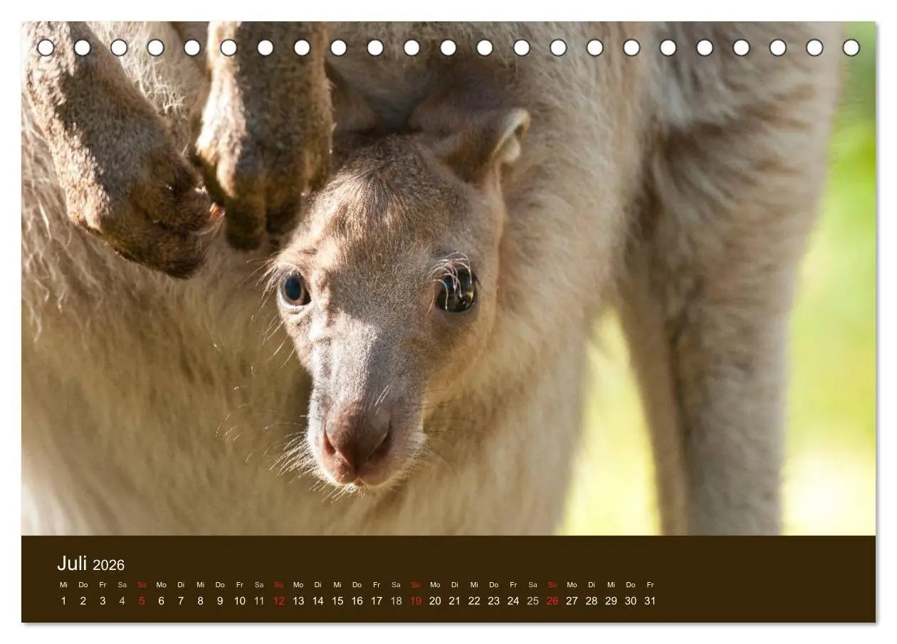 Bild: 9783516104714 | Beuteltiere Australiens (Tischkalender 2026 DIN A5 quer), CALVENDO...