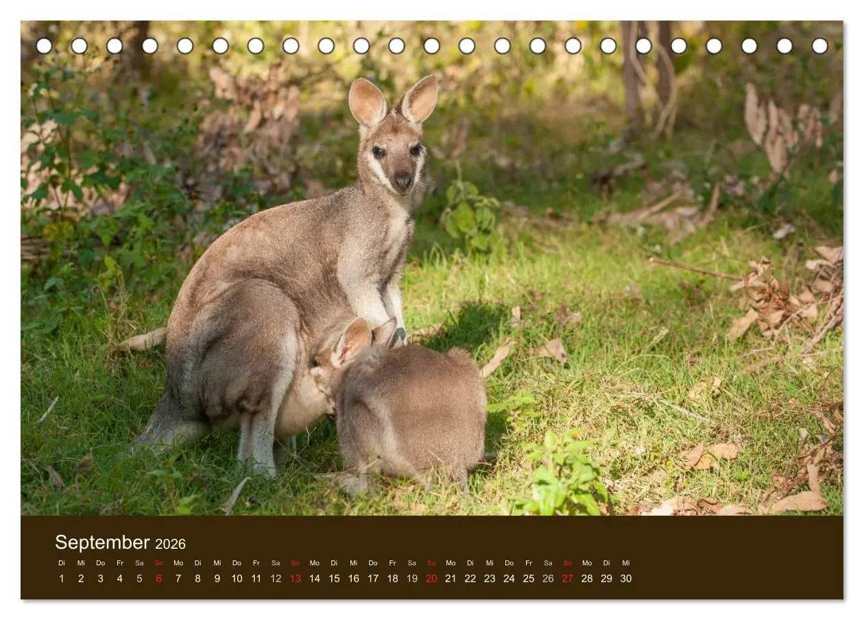 Bild: 9783516104714 | Beuteltiere Australiens (Tischkalender 2026 DIN A5 quer), CALVENDO...