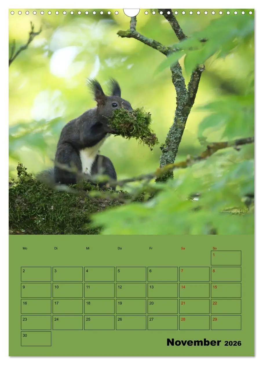 Bild: 9783516414714 | Eichhörnchen - Planer (Wandkalender 2026 DIN A3 hoch), CALVENDO...