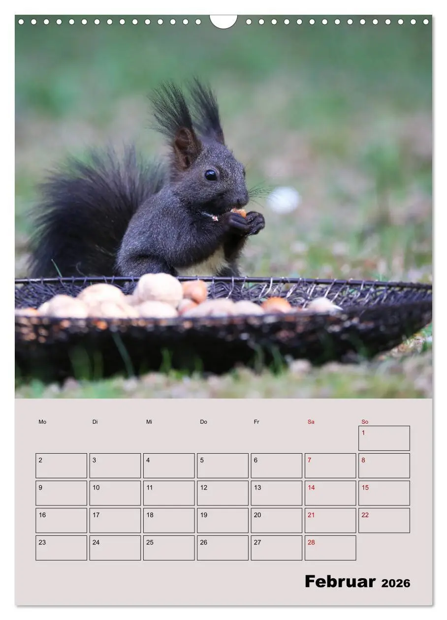 Bild: 9783516414714 | Eichhörnchen - Planer (Wandkalender 2026 DIN A3 hoch), CALVENDO...
