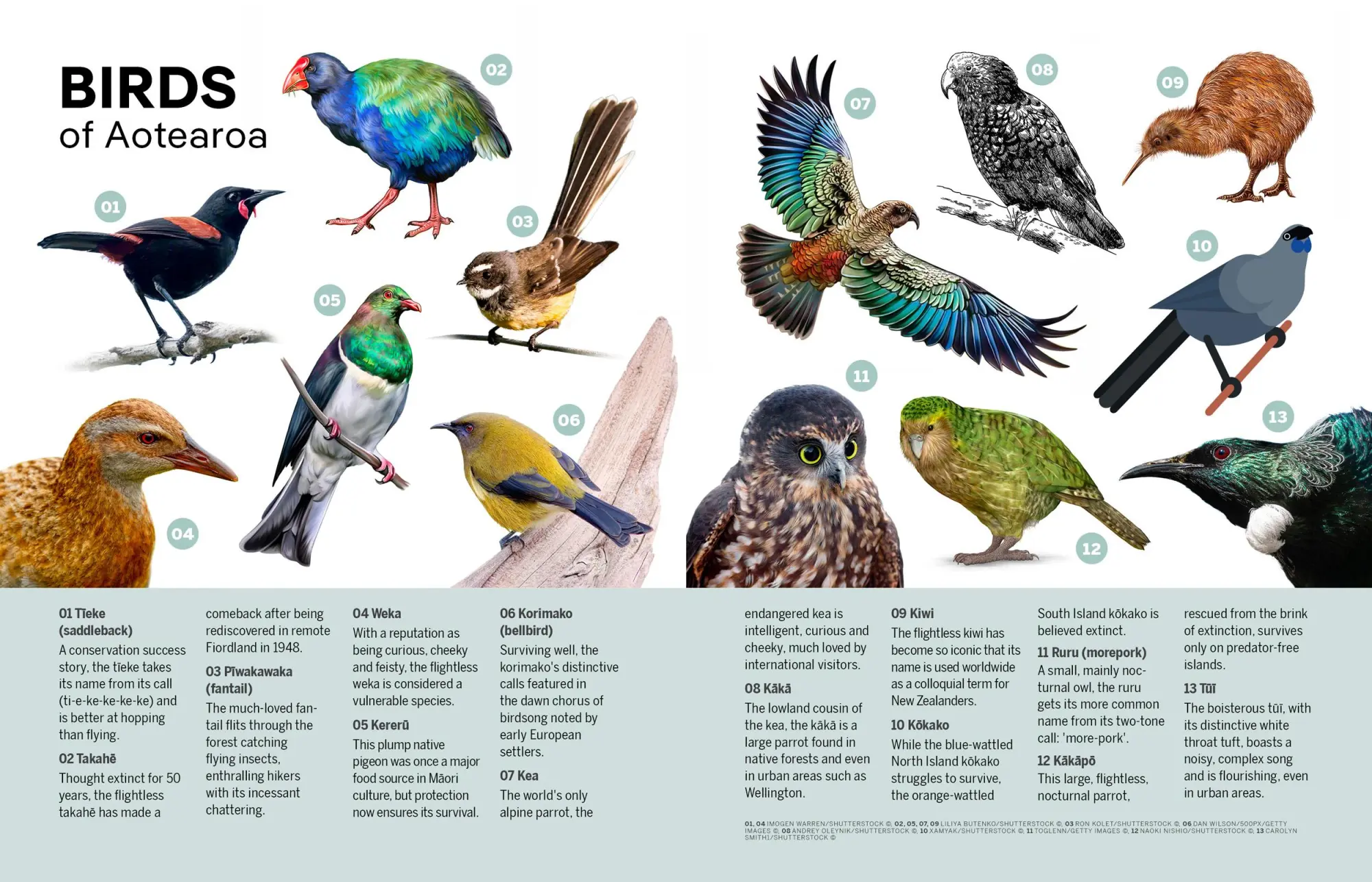 Bild: 9781838694814 | Experience New Zealand | Brett Atkinson | Taschenbuch | Englisch