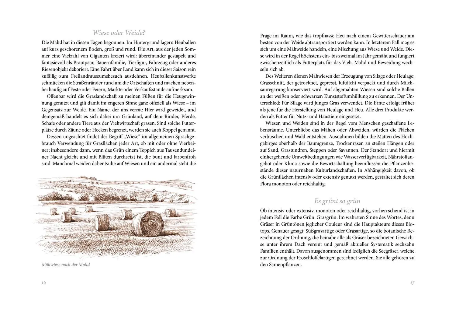 Bild: 9783440174814 | Sommerwiese | Daniela Strauß | Buch | 256 S. | Deutsch | 2023 | Kosmos