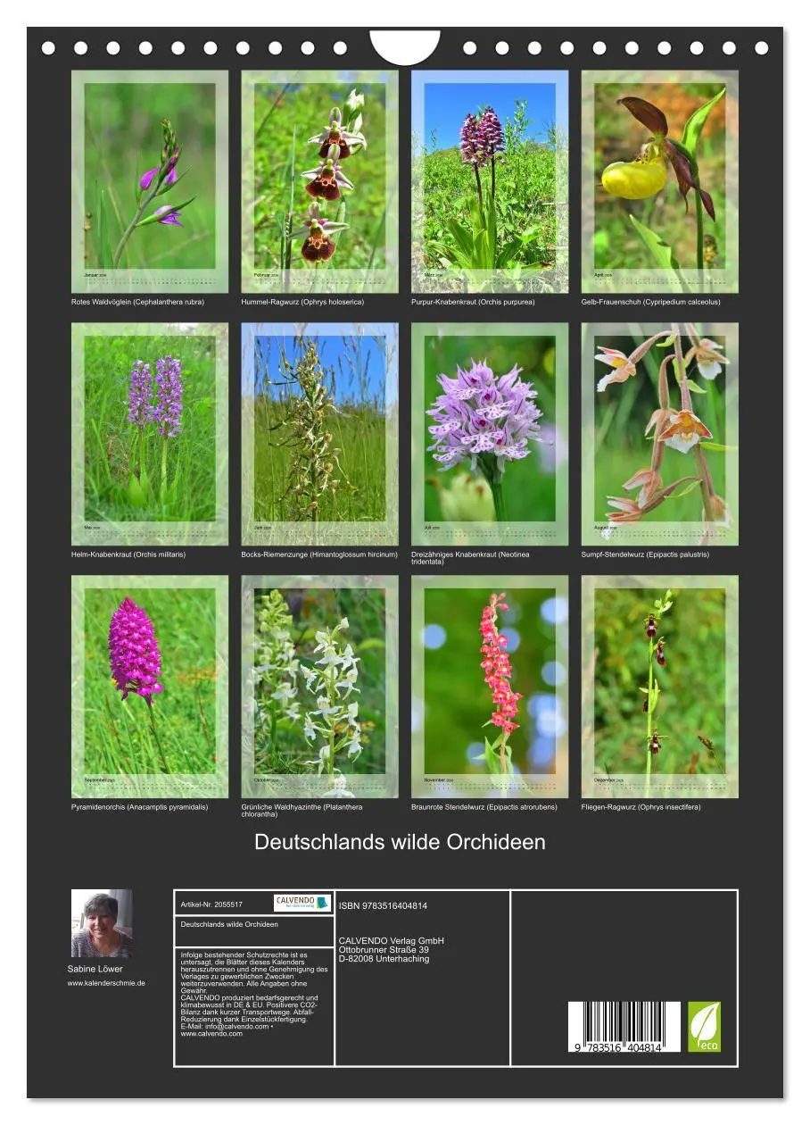 Bild: 9783516404814 | Deutschlands wilde Orchideen (Wandkalender 2026 DIN A4 hoch),...