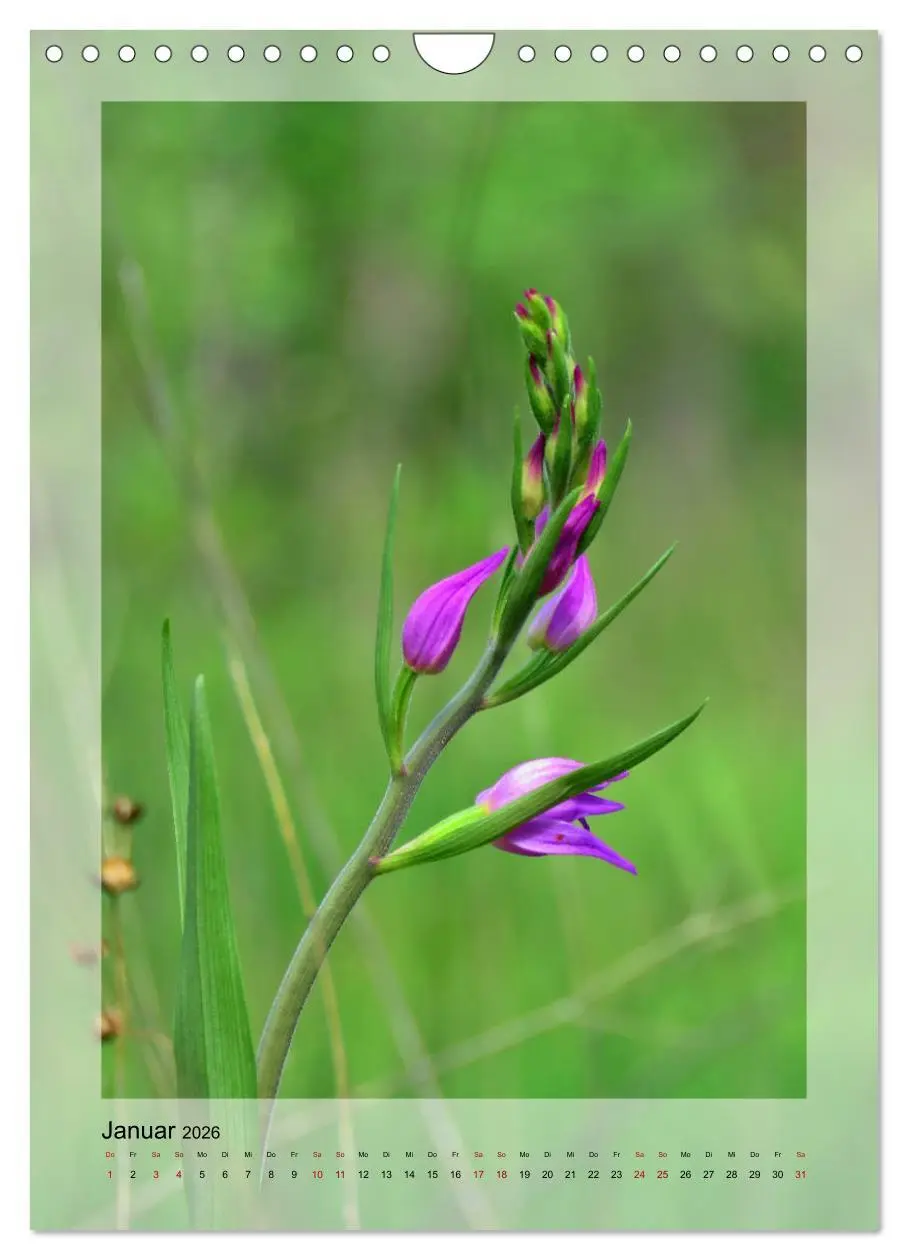 Bild: 9783516404814 | Deutschlands wilde Orchideen (Wandkalender 2026 DIN A4 hoch),...