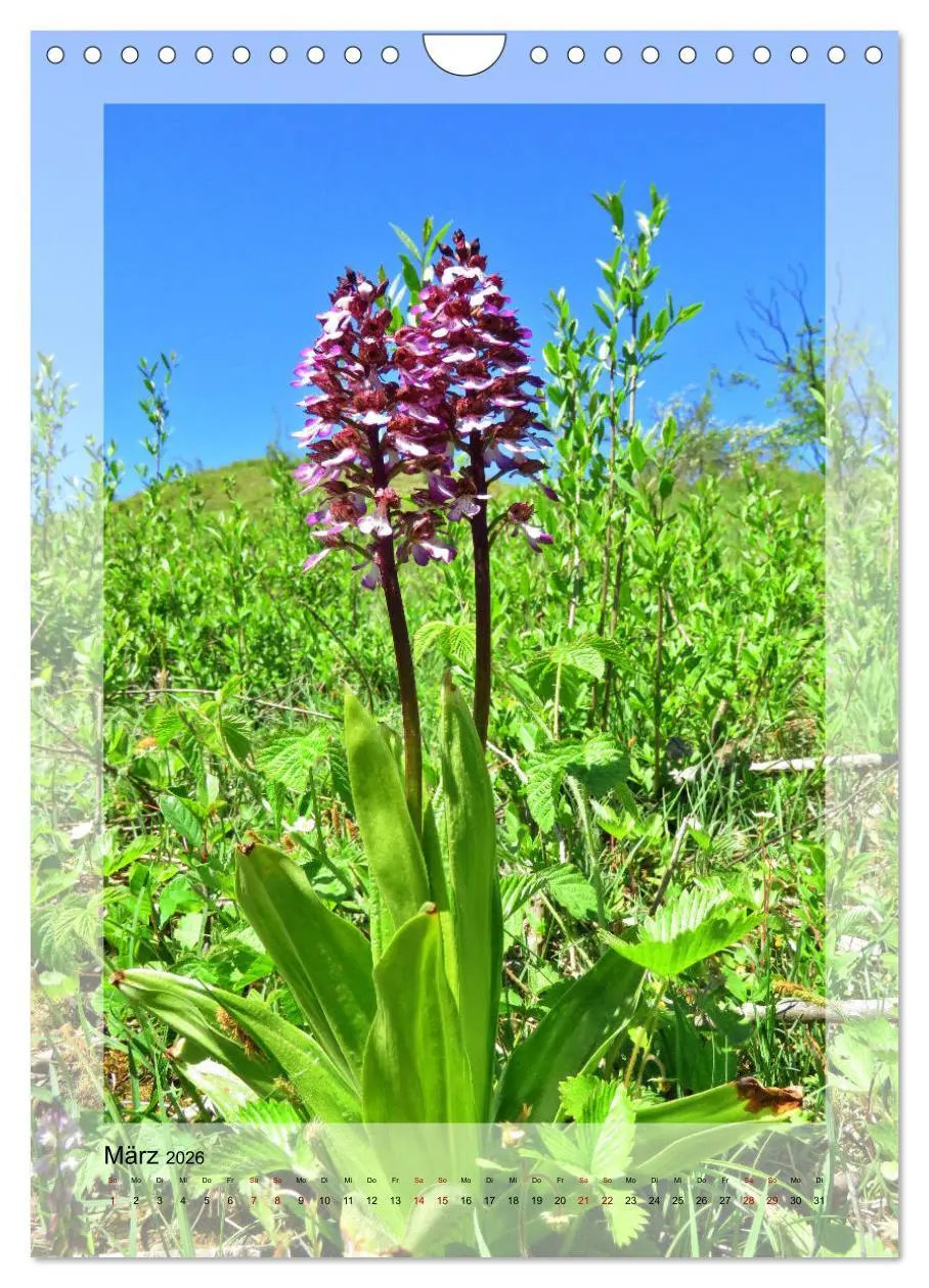 Bild: 9783516404814 | Deutschlands wilde Orchideen (Wandkalender 2026 DIN A4 hoch),...