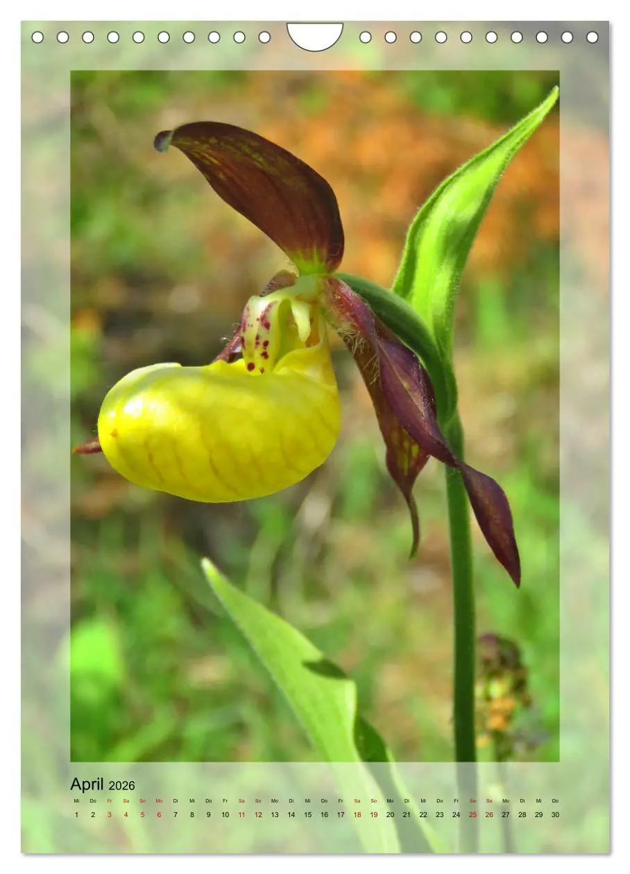 Bild: 9783516404814 | Deutschlands wilde Orchideen (Wandkalender 2026 DIN A4 hoch),...