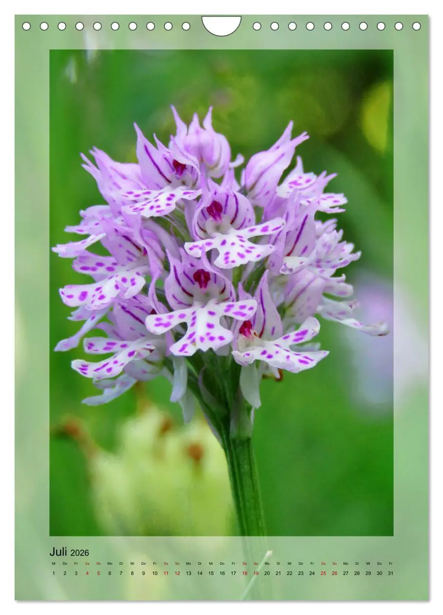 Bild: 9783516404814 | Deutschlands wilde Orchideen (Wandkalender 2026 DIN A4 hoch),...