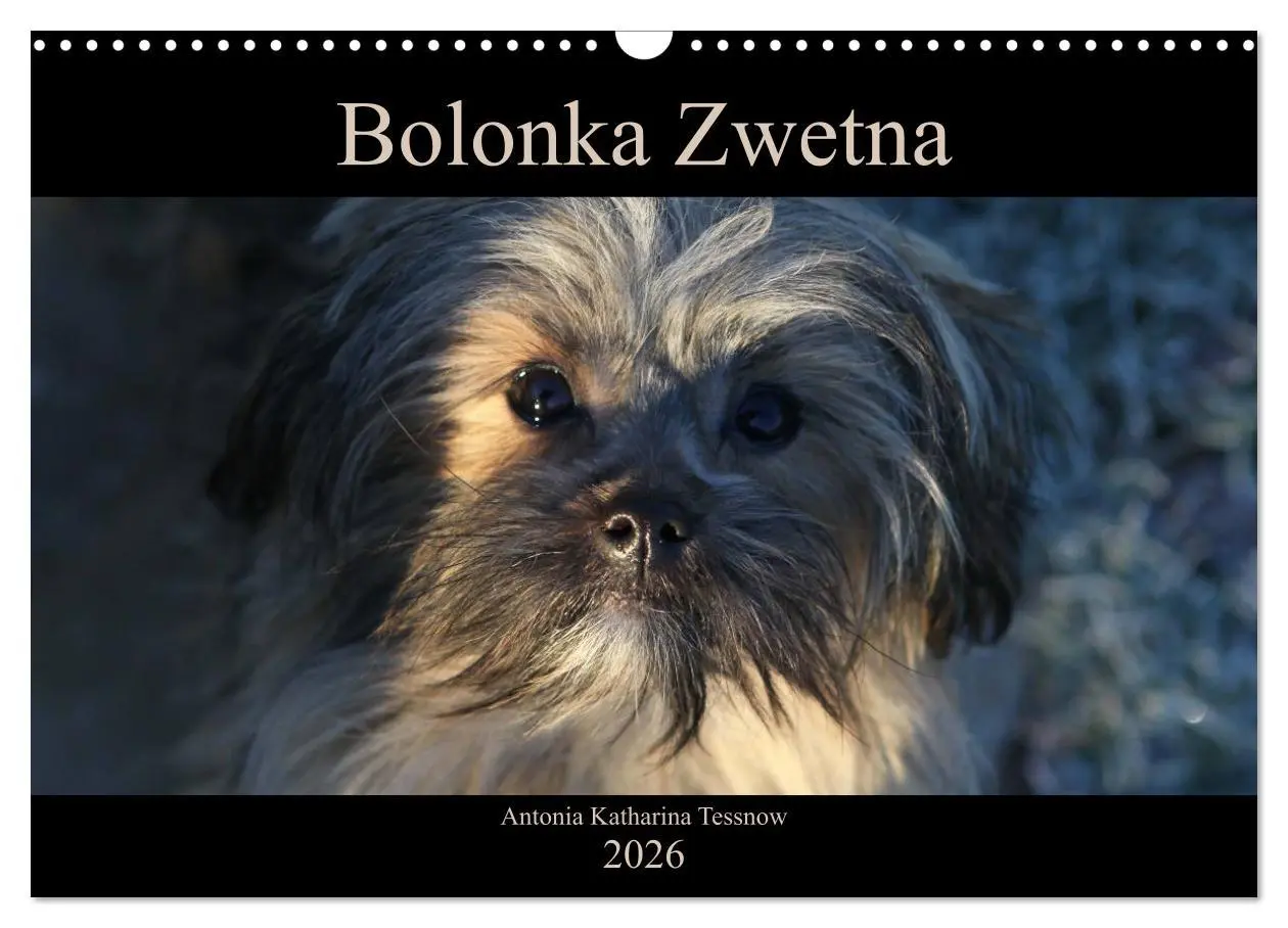 Cover: 9783457885314 | Bolonka Zwetna 2026 (Wandkalender 2026 DIN A3 quer), CALVENDO...