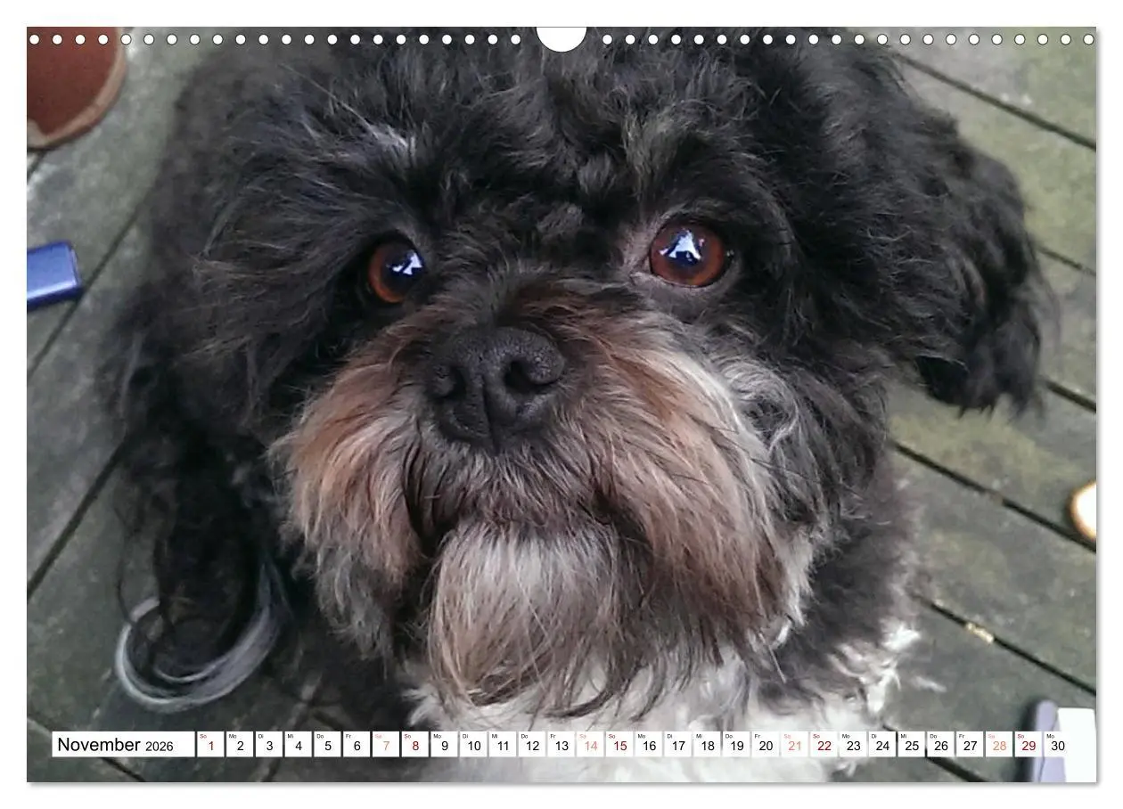 Bild: 9783457885314 | Bolonka Zwetna 2026 (Wandkalender 2026 DIN A3 quer), CALVENDO...