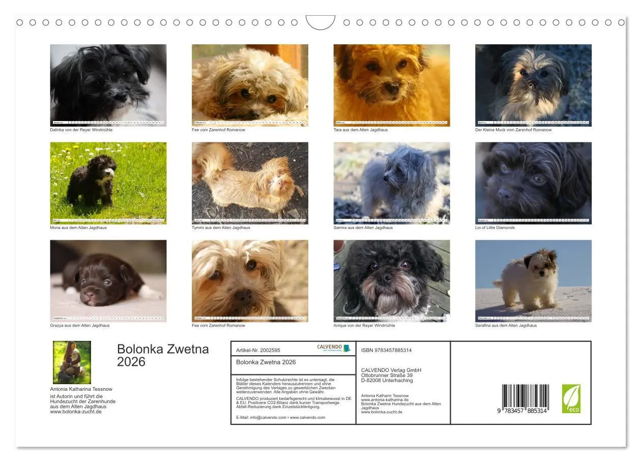 Bild: 9783457885314 | Bolonka Zwetna 2026 (Wandkalender 2026 DIN A3 quer), CALVENDO...