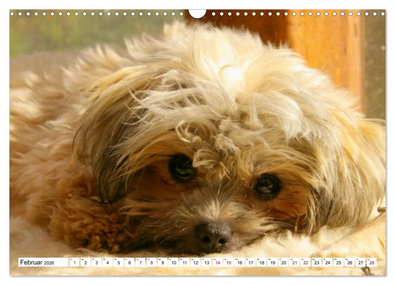 Bild: 9783457885314 | Bolonka Zwetna 2026 (Wandkalender 2026 DIN A3 quer), CALVENDO...