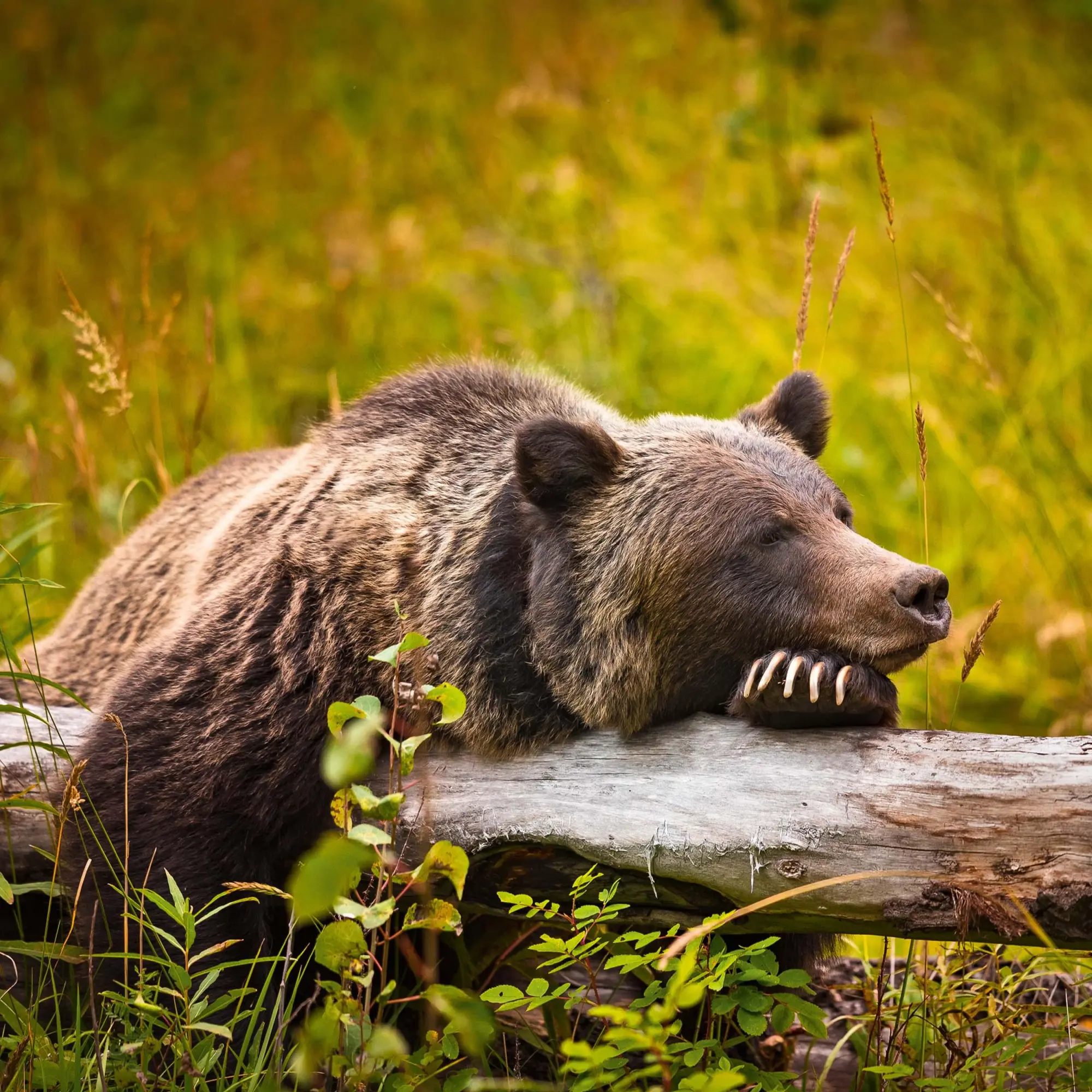 Bild: 9783959295314 | Bears 2026 | Kalender 2026 | Kalender | 28 S. | Englisch | 2026