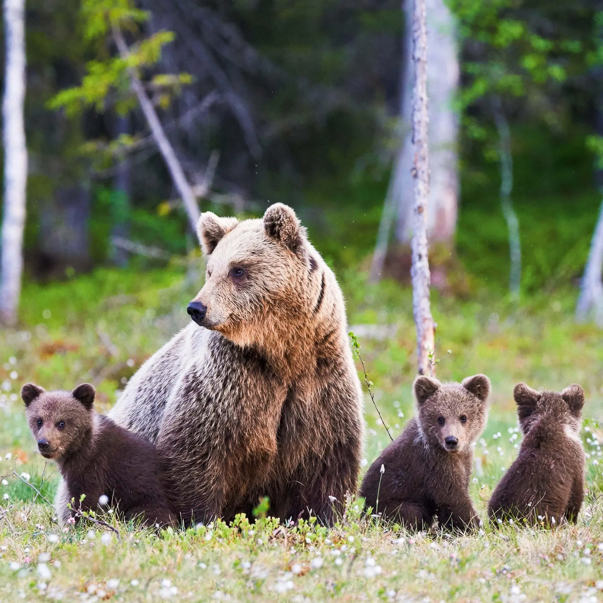 Bild: 9783959295314 | Bears 2026 | Kalender 2026 | Kalender | 28 S. | Englisch | 2026