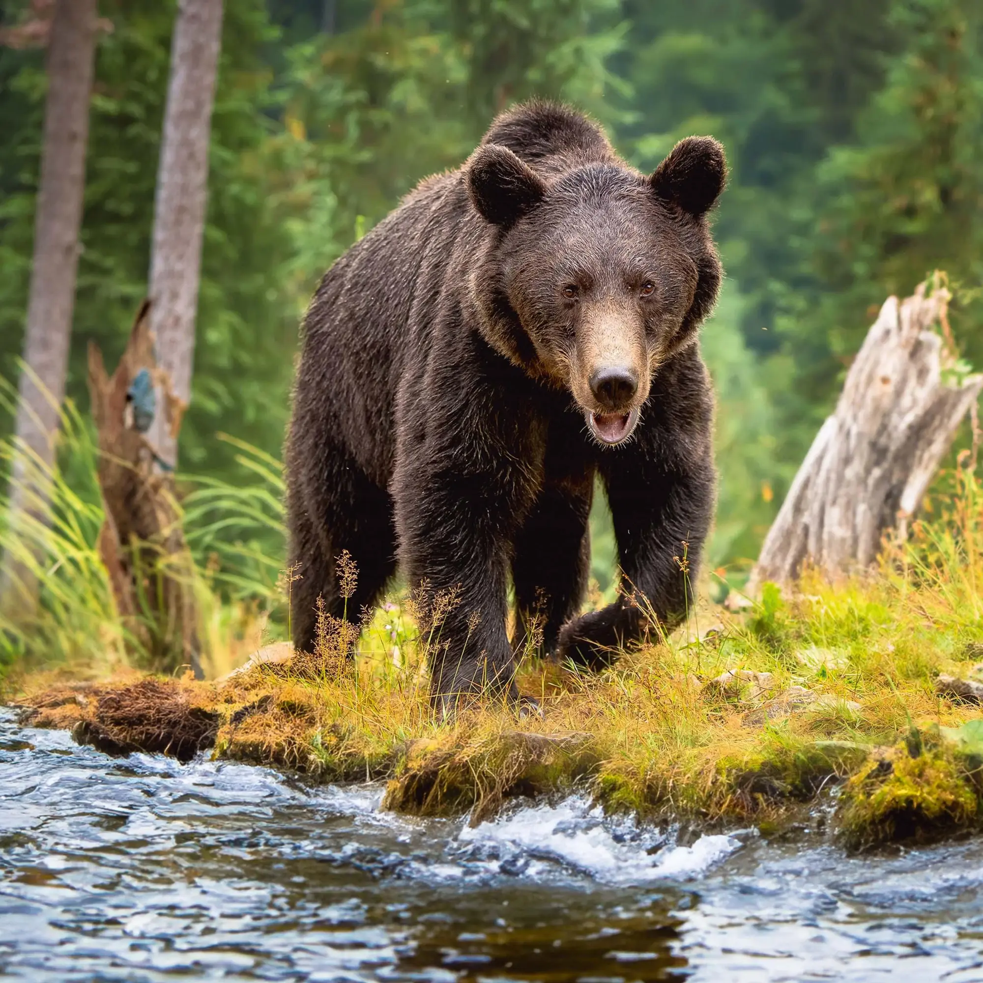 Bild: 9783959295314 | Bears 2026 | Kalender 2026 | Kalender | 28 S. | Englisch | 2026