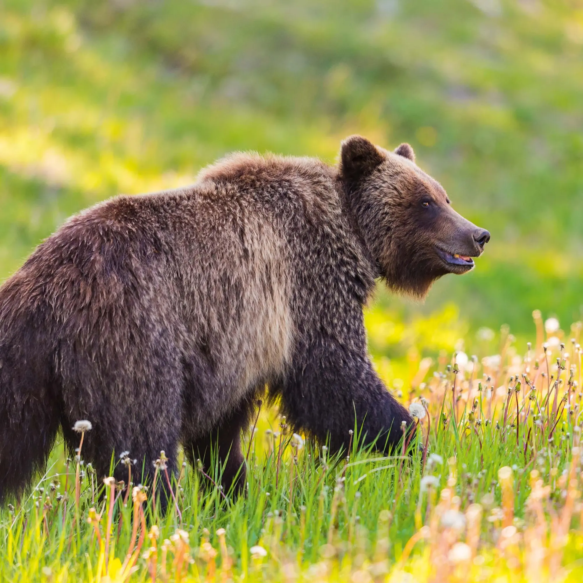 Bild: 9783959295314 | Bears 2026 | Kalender 2026 | Kalender | 28 S. | Englisch | 2026
