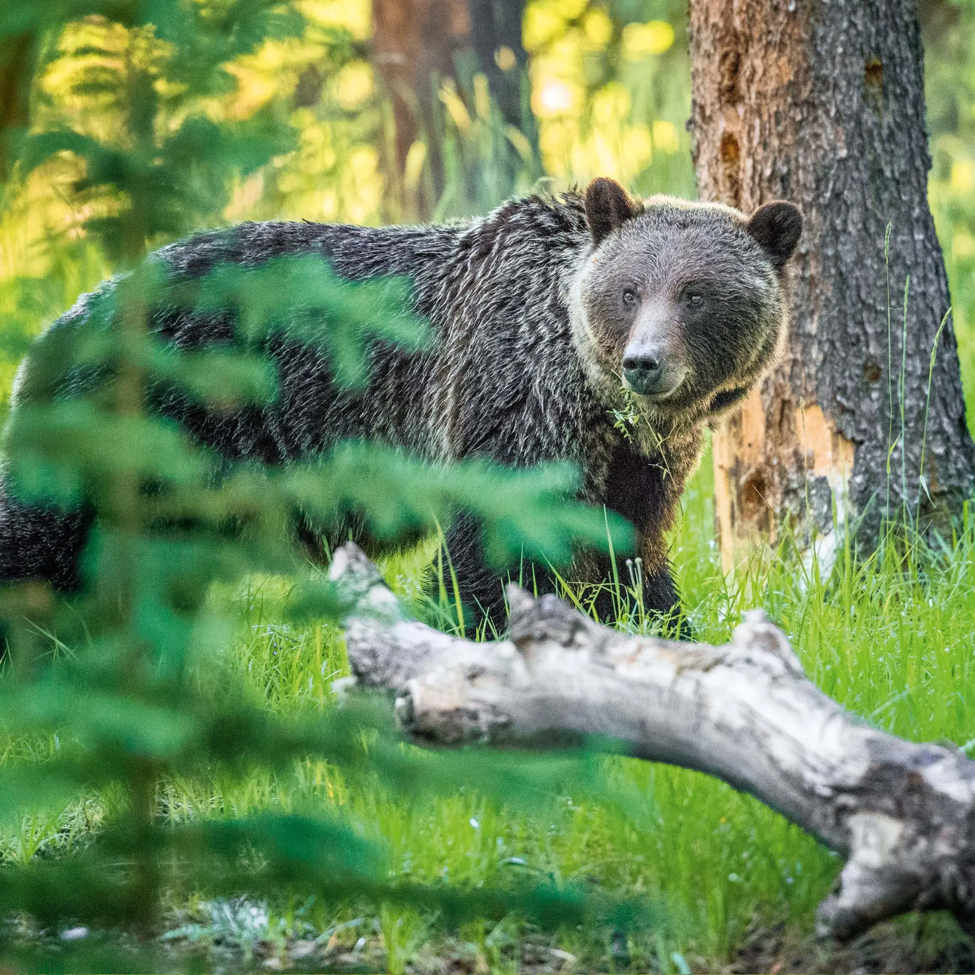 Bild: 9783959295314 | Bears 2026 | Kalender 2026 | Kalender | 28 S. | Englisch | 2026