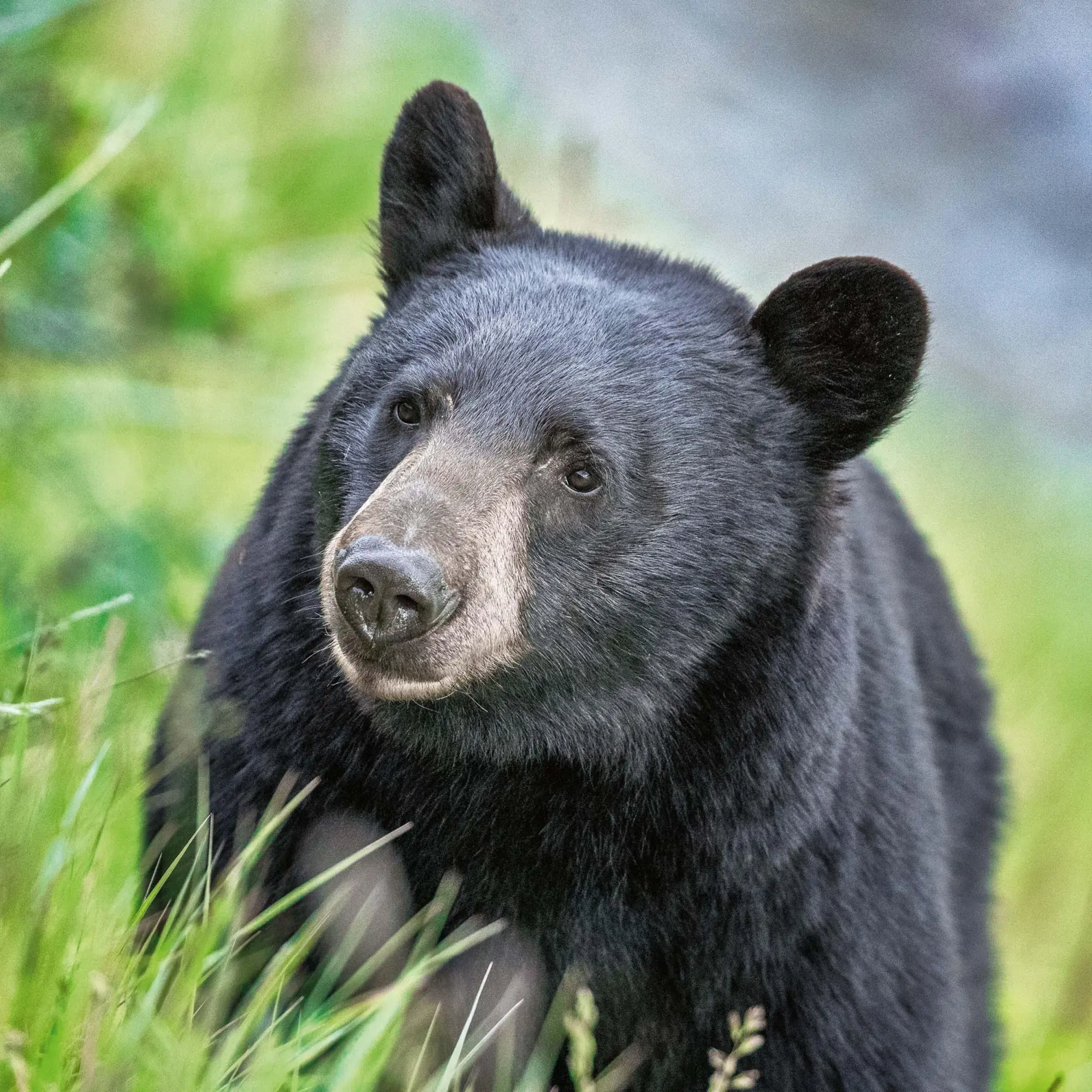 Bild: 9783959295314 | Bears 2026 | Kalender 2026 | Kalender | 28 S. | Englisch | 2026