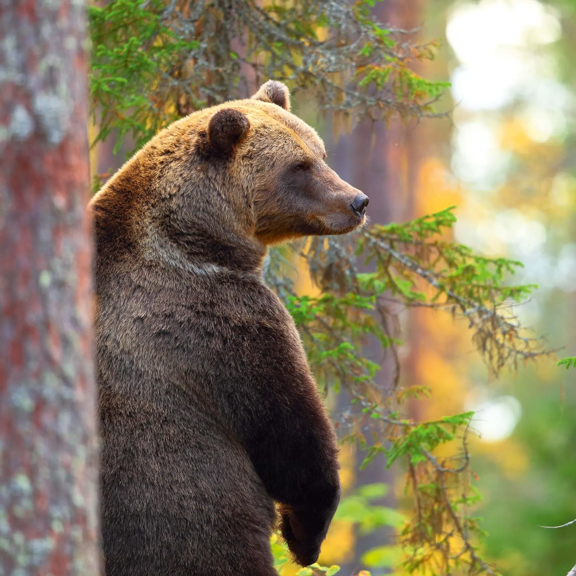 Bild: 9783959295314 | Bears 2026 | Kalender 2026 | Kalender | 28 S. | Englisch | 2026