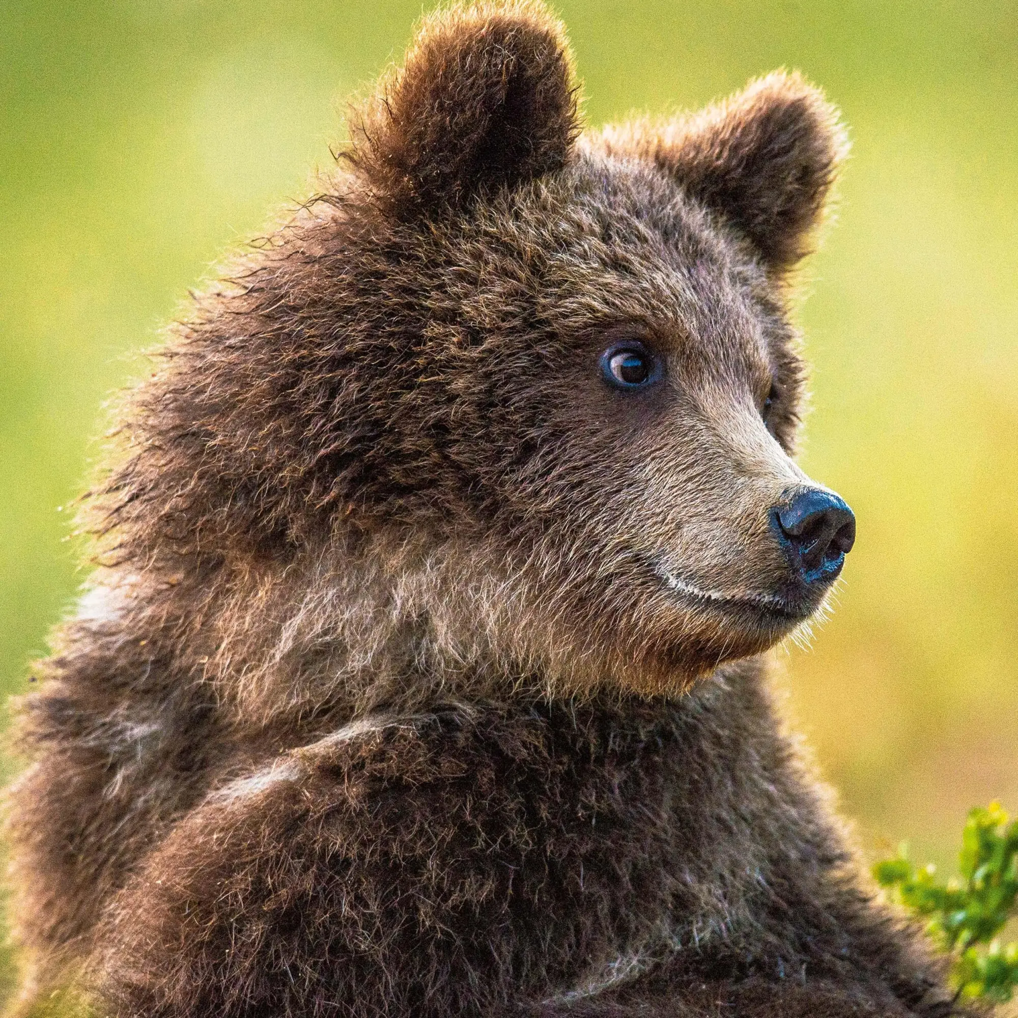 Bild: 9783959295314 | Bears 2026 | Kalender 2026 | Kalender | 28 S. | Englisch | 2026